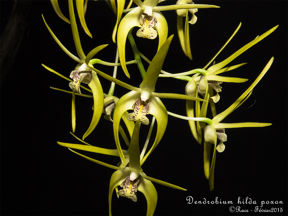 Dendrobium Hilda Poxon var. jaune (Den. tetragonum x den. speciosum) n°2 HildaPoxonPM2s