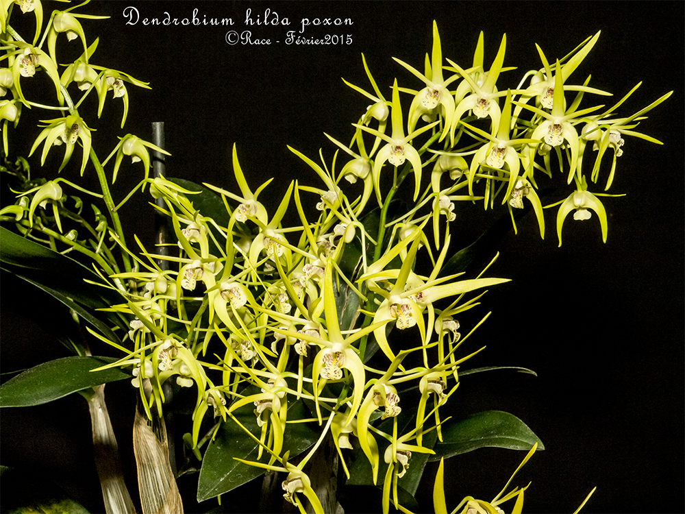 Dendrobium Hilda Poxon var. jaune (Den. tetragonum x den. speciosum) n°2 HildaPoxonPMs