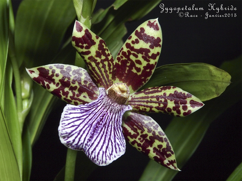 Zygopetalum hybride PastisGPs