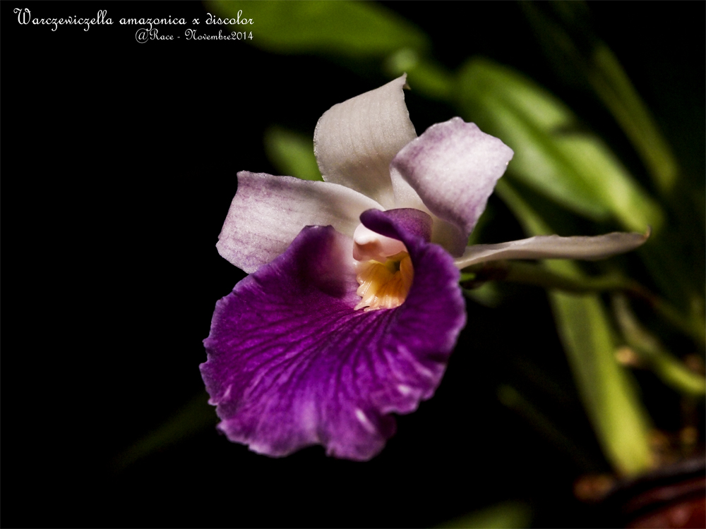 Warczewiczella (syn. Cochleanthes) amazonica x discolor AmadisGP3s