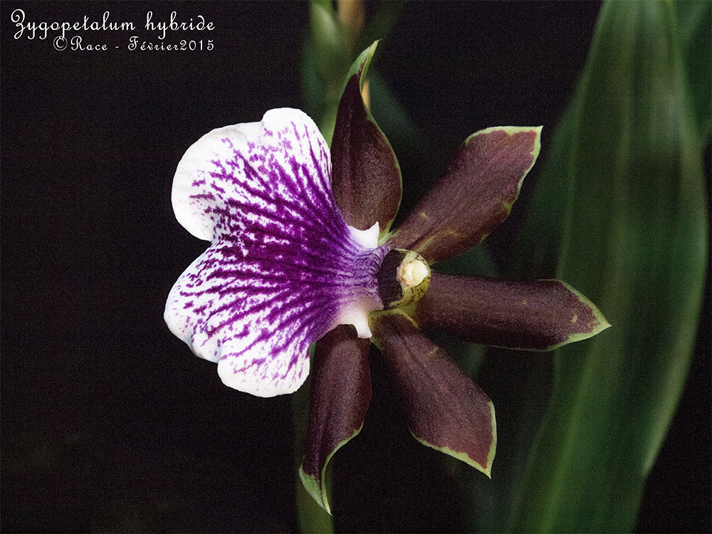 Zygopetalum hybride BicoGPs