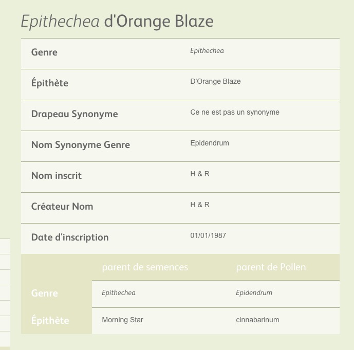 Epithechea (Epidendrum) Orange Blaze (Epithechea Morning Star x Epidendrum cinnabarinum) Capt