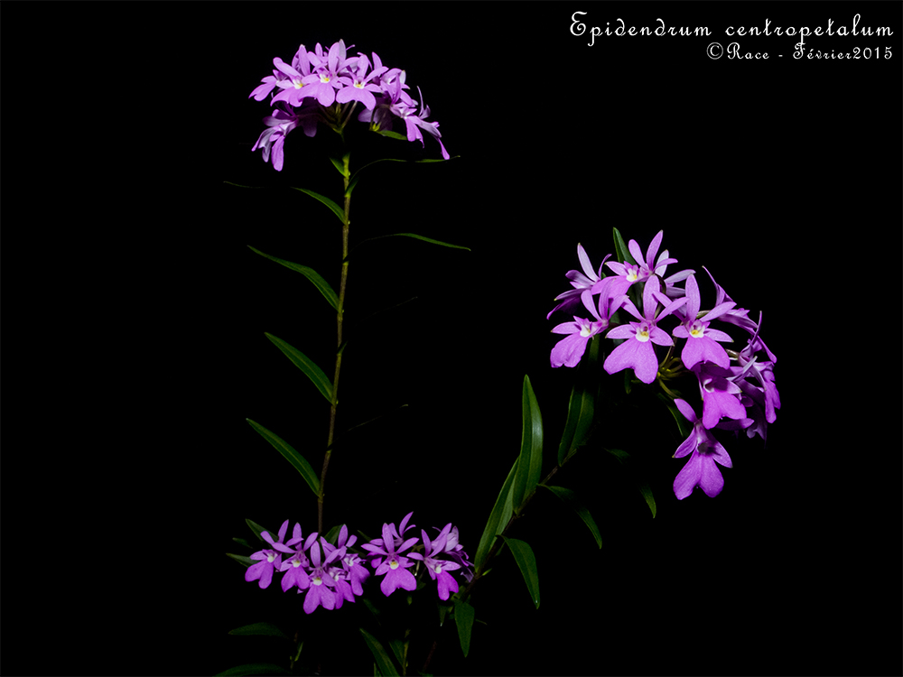 Epidendrum centropetalum CentroPLs