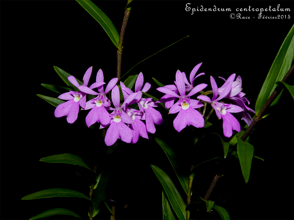 Epidendrum centropetalum CentroPMs