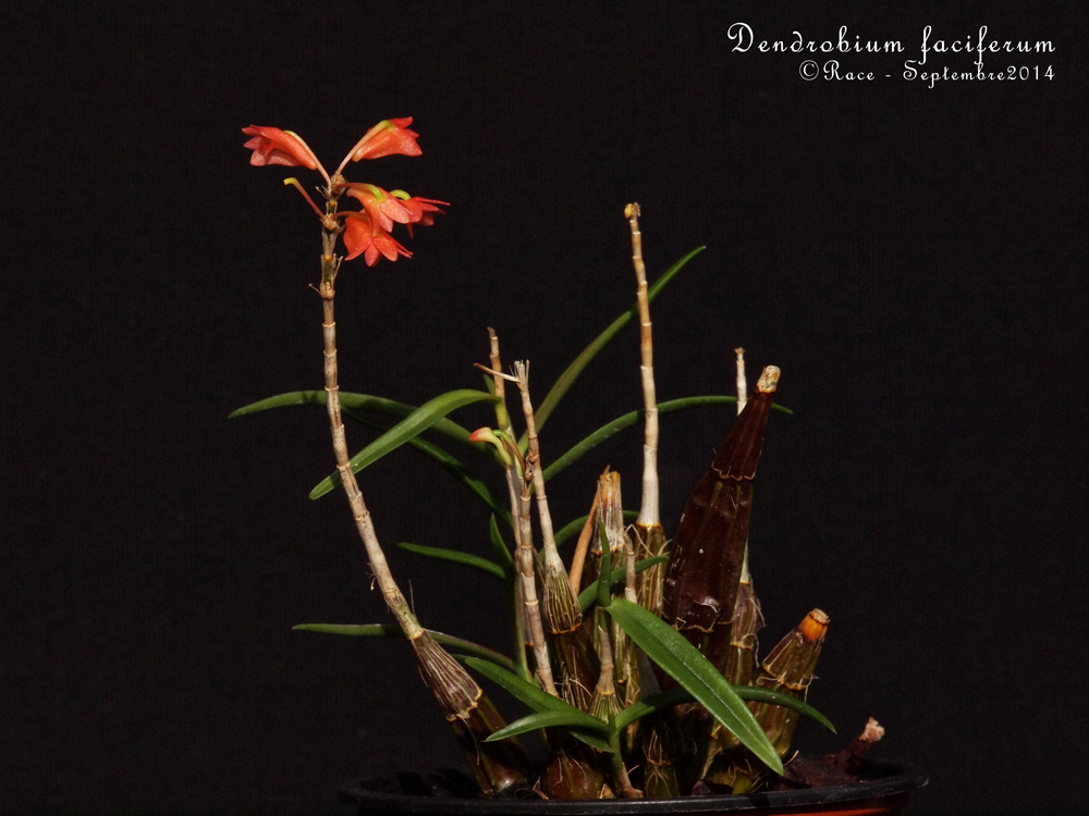 Dendrobium faciferum FaciferumPLs