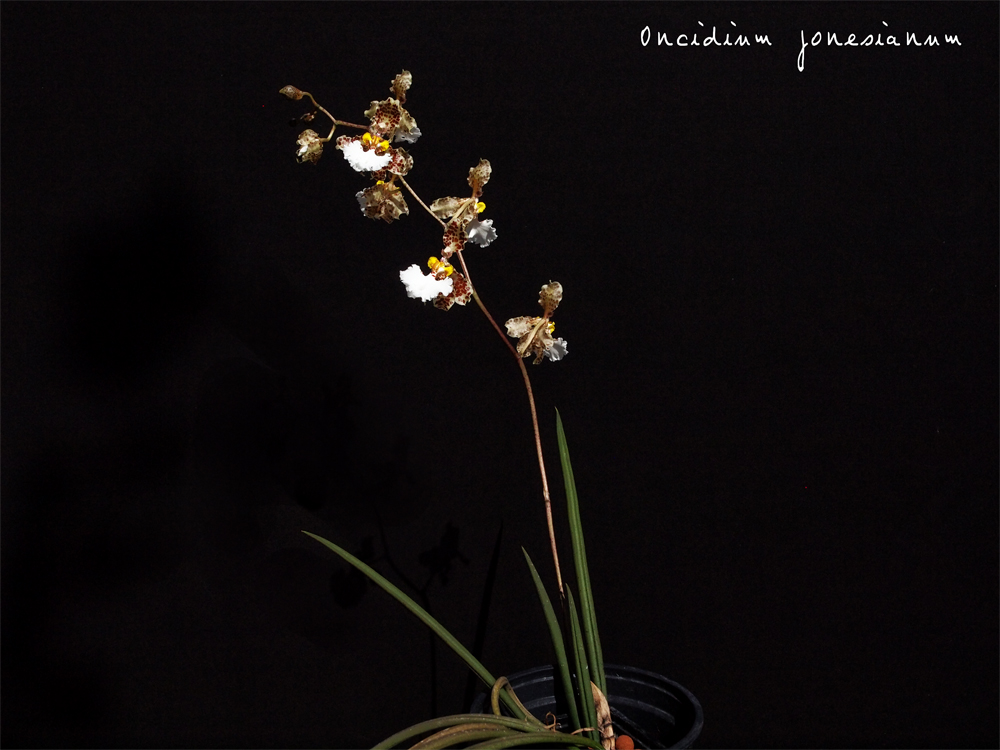 Trichocentrum (Oncidium) jonesianum JonesianumPL1s