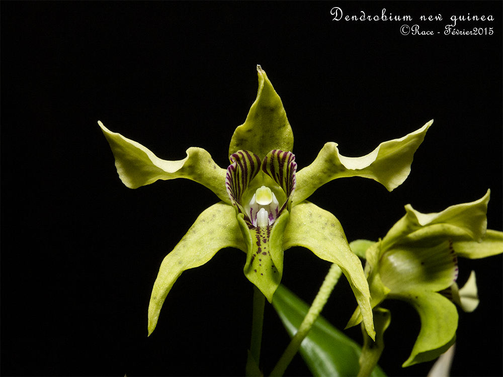 Dendrobium New Guinea (D. atroviolaceum x D. macrophyllum) NewguiGPs