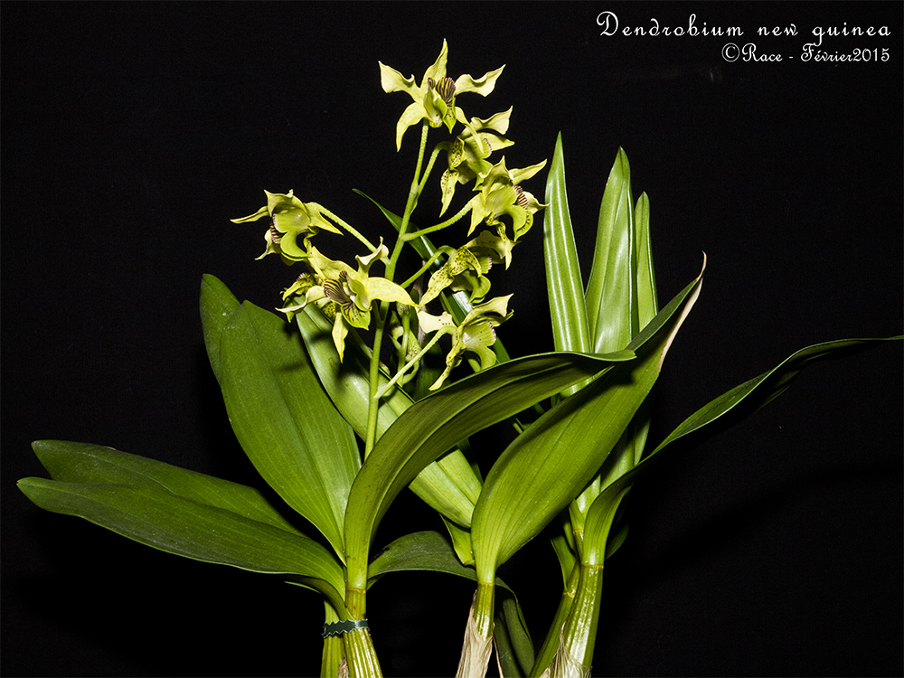 Dendrobium New Guinea (D. atroviolaceum x D. macrophyllum) NewguiPLs