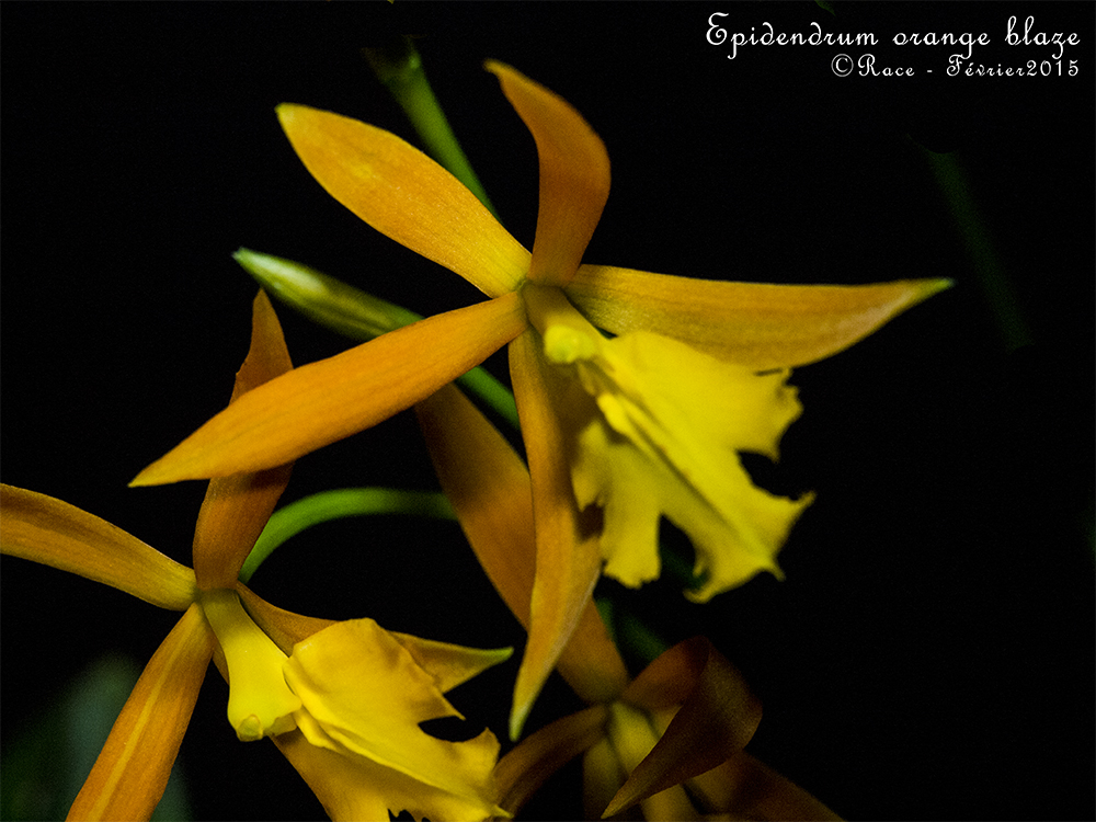 Epithechea (Epidendrum) Orange Blaze (Epithechea Morning Star x Epidendrum cinnabarinum) OrangBlaGP1s