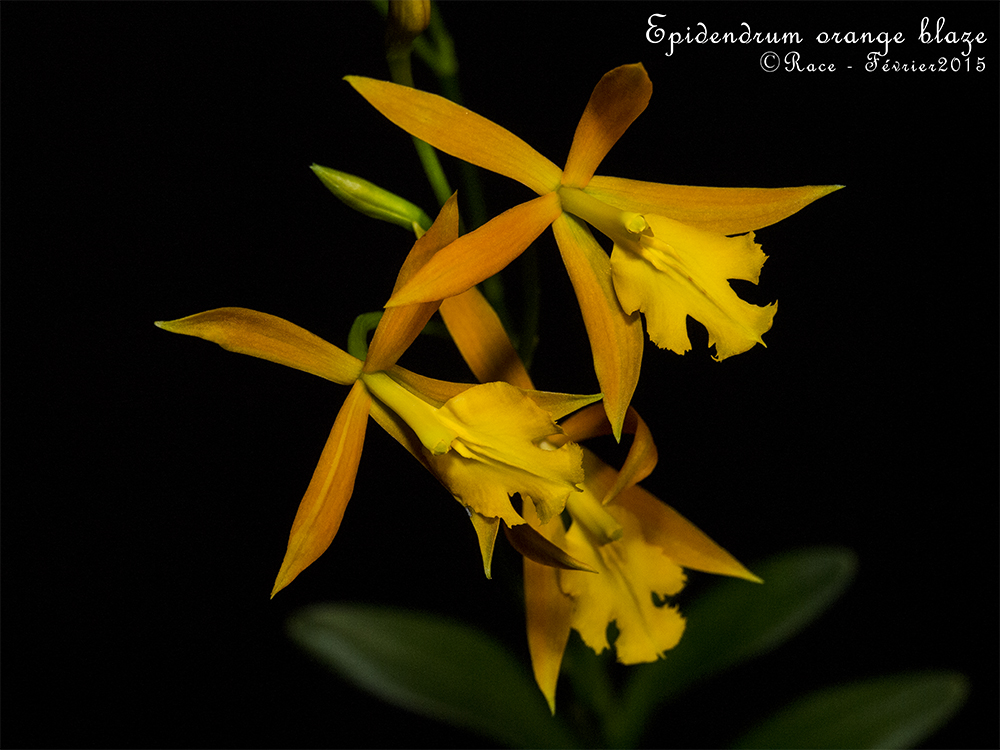 Epithechea (Epidendrum) Orange Blaze (Epithechea Morning Star x Epidendrum cinnabarinum) OrangBlaGPs