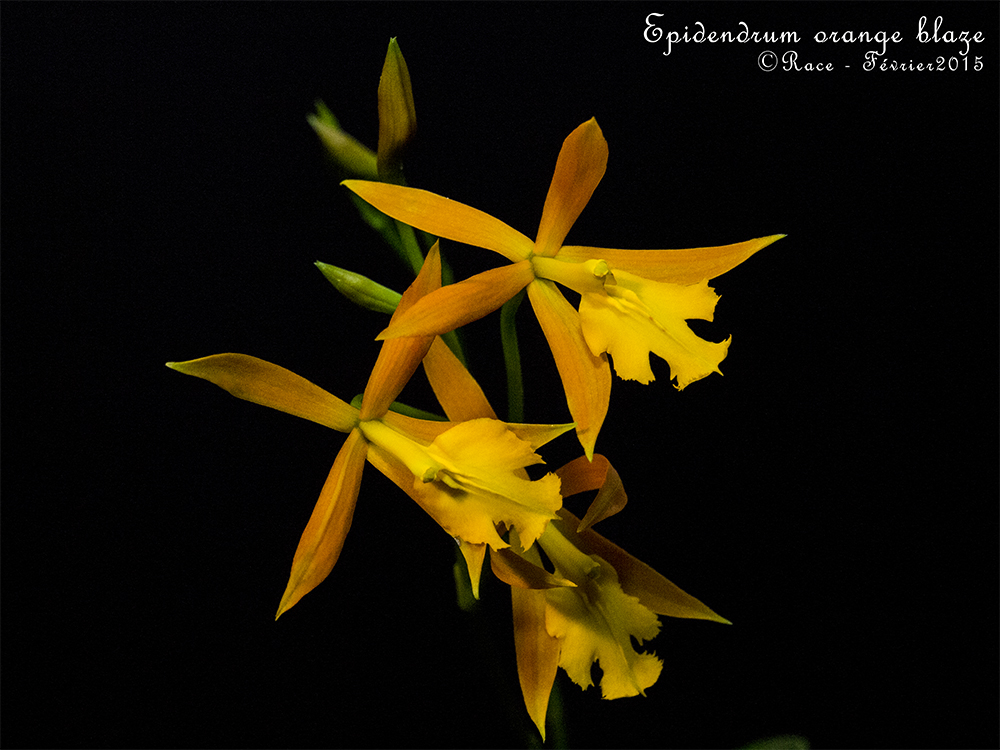 Epithechea (Epidendrum) Orange Blaze (Epithechea Morning Star x Epidendrum cinnabarinum) OrangBlaPLs