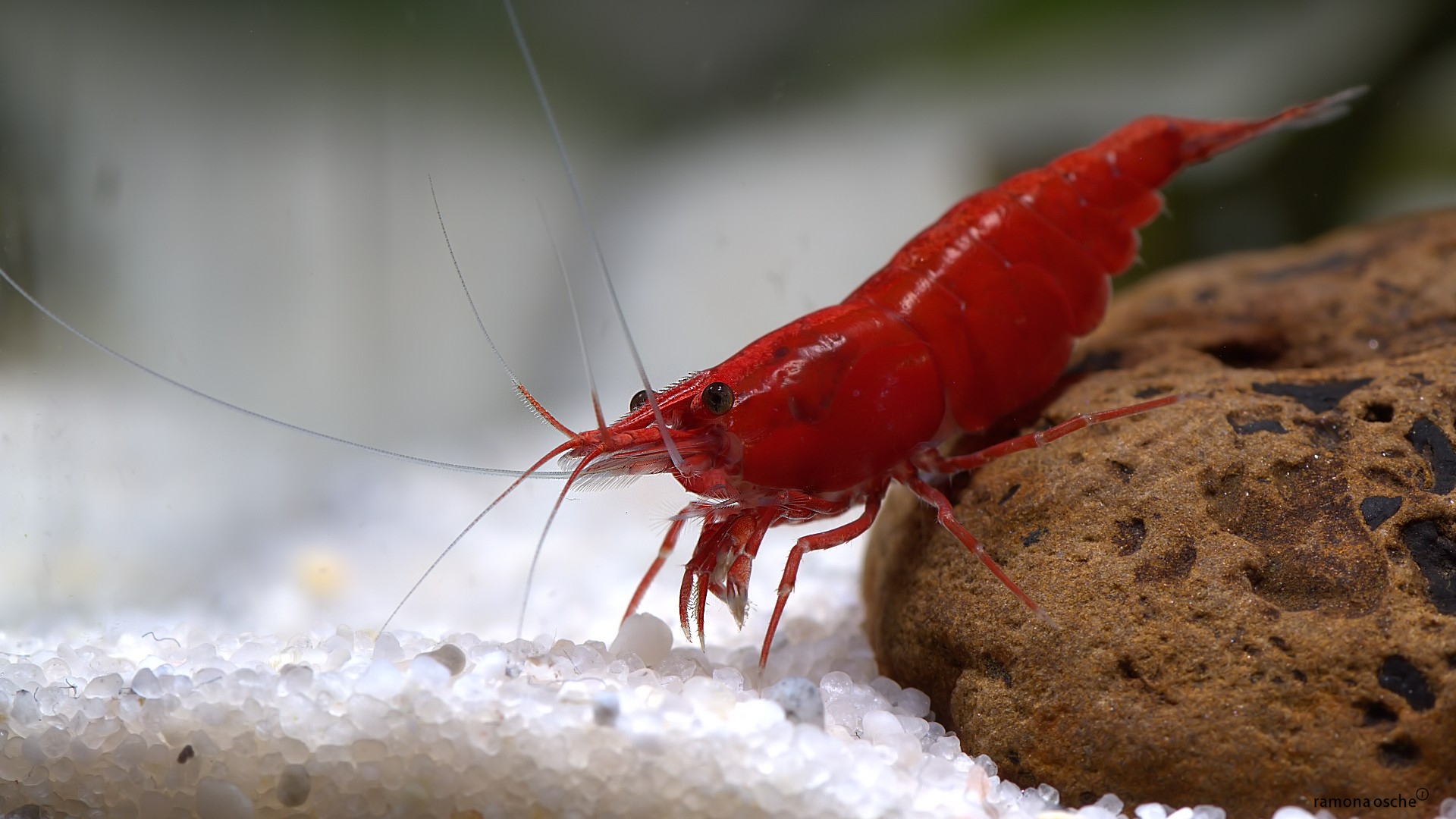 [ARTICLE] Quels poissons mettre dans un Nano-Aquarium  ? - Page 4 Neocaridina-davidi-red-sakura-macro