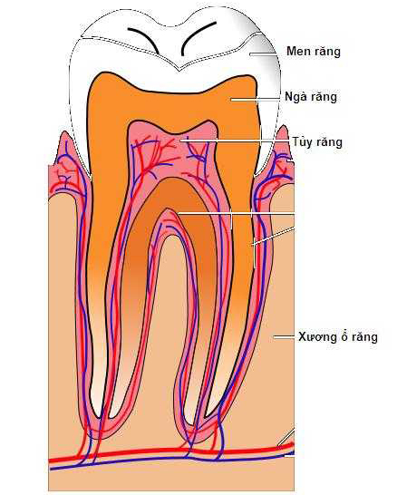 Quy trình tẩy trắng răng chết tủy Tay-trang-rang-chet-tuy-02