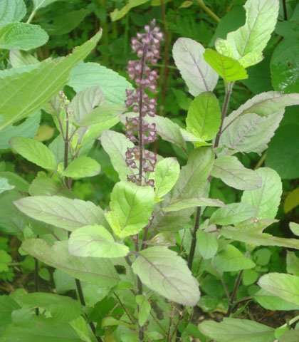 VƯỜN CÂY ĐV IIB Tulsi_tea