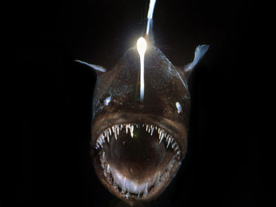 Here is a cute one Anglerfish-comin-at-ya