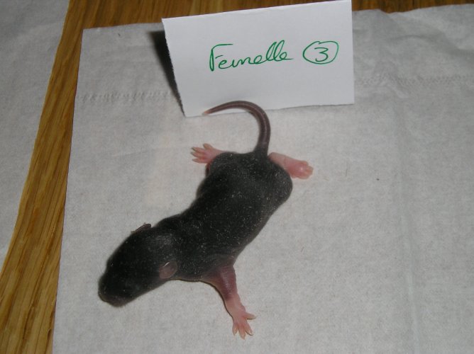 Donne rats (pays de la loire) F3-J7