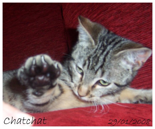 Chatchat, le chat ! Chat02