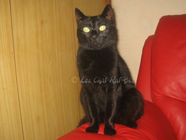 Les Chat-Rat-Bia - CRB - Belgique Chipie12