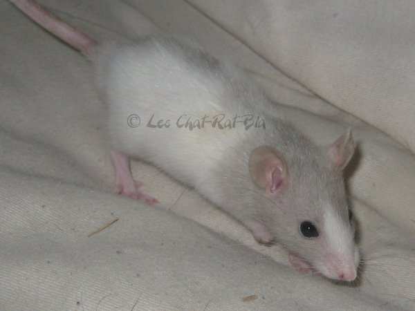 LES CHAT-RAT-BIA : Le topic des RATS ! - Page 4 Dodd03