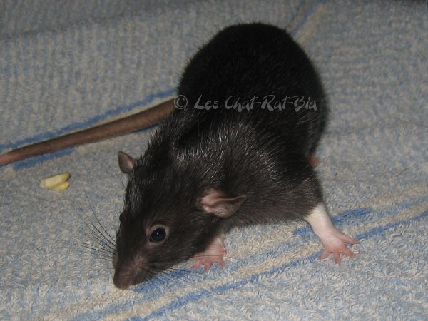 LES CHAT-RAT-BIA : Le topic des RATS ! - Page 7 Ozraly03