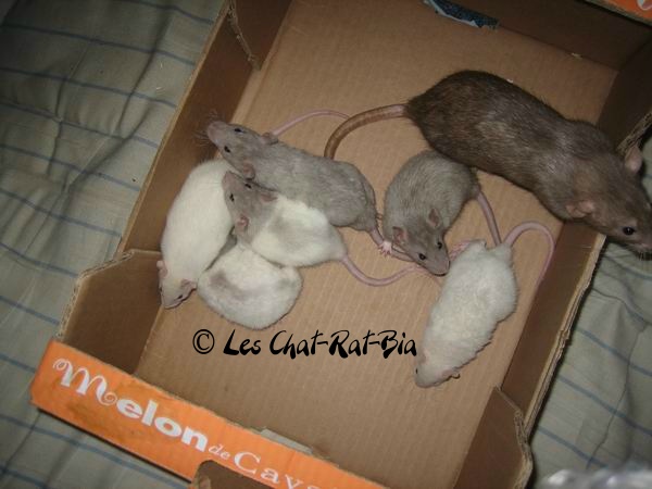 Les Chat-Rat-Bia - CRB - Belgique IMG_2160