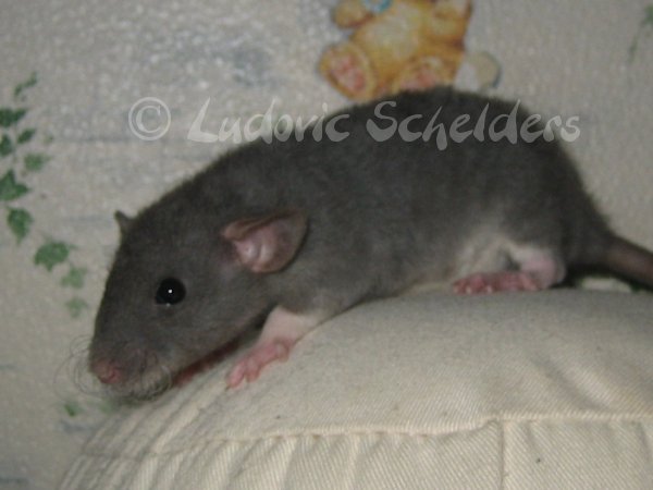 LES CHAT-RAT-BIA : Le topic des RATS ! - Page 8 IMG_9424