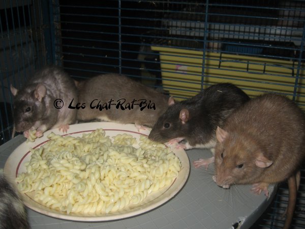 LES CHAT-RAT-BIA : Le topic des RATS ! - Page 6 Gr-f-Javote-Anais-Zeina-Dolmen