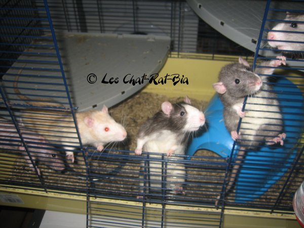 LES CHAT-RAT-BIA : Le topic des RATS ! - Page 6 Gr-m-Zob-Juju-Tempete-Flock-Dodd