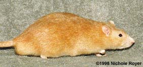 Rat arbricot Abricot