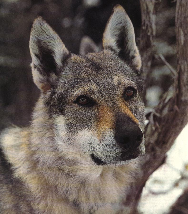 Crea tu personaje  Perro-lobo-o