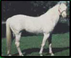 Caballo Albino Albino