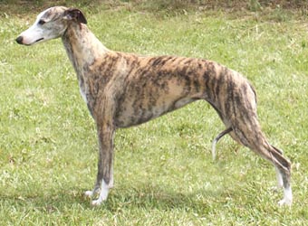 La race que vous trouvez la plus laide ? Whippet1