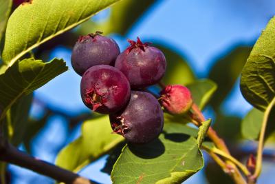 Jeux du Pendu 128394-amelanchier-du-canada