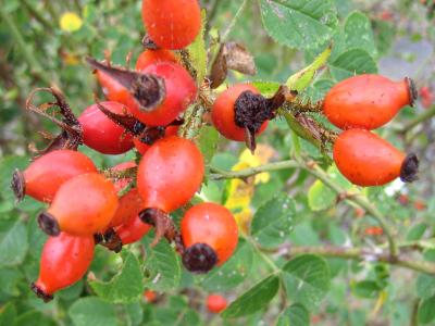 Vitamine C au jardin 37383-cynorrhodon