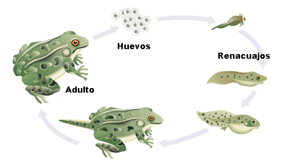 Características de los Anfibios Ciclo_rana