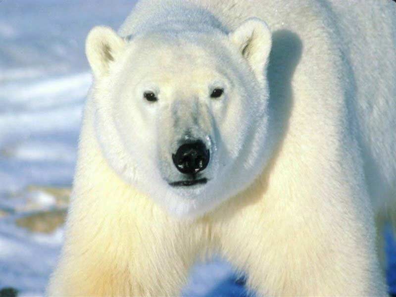 اجمل صور للحيوانات  Polar-bear-big