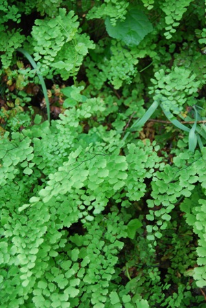 Plante verte: Adiantum capillus-veneris Blog-maidenhair-fern