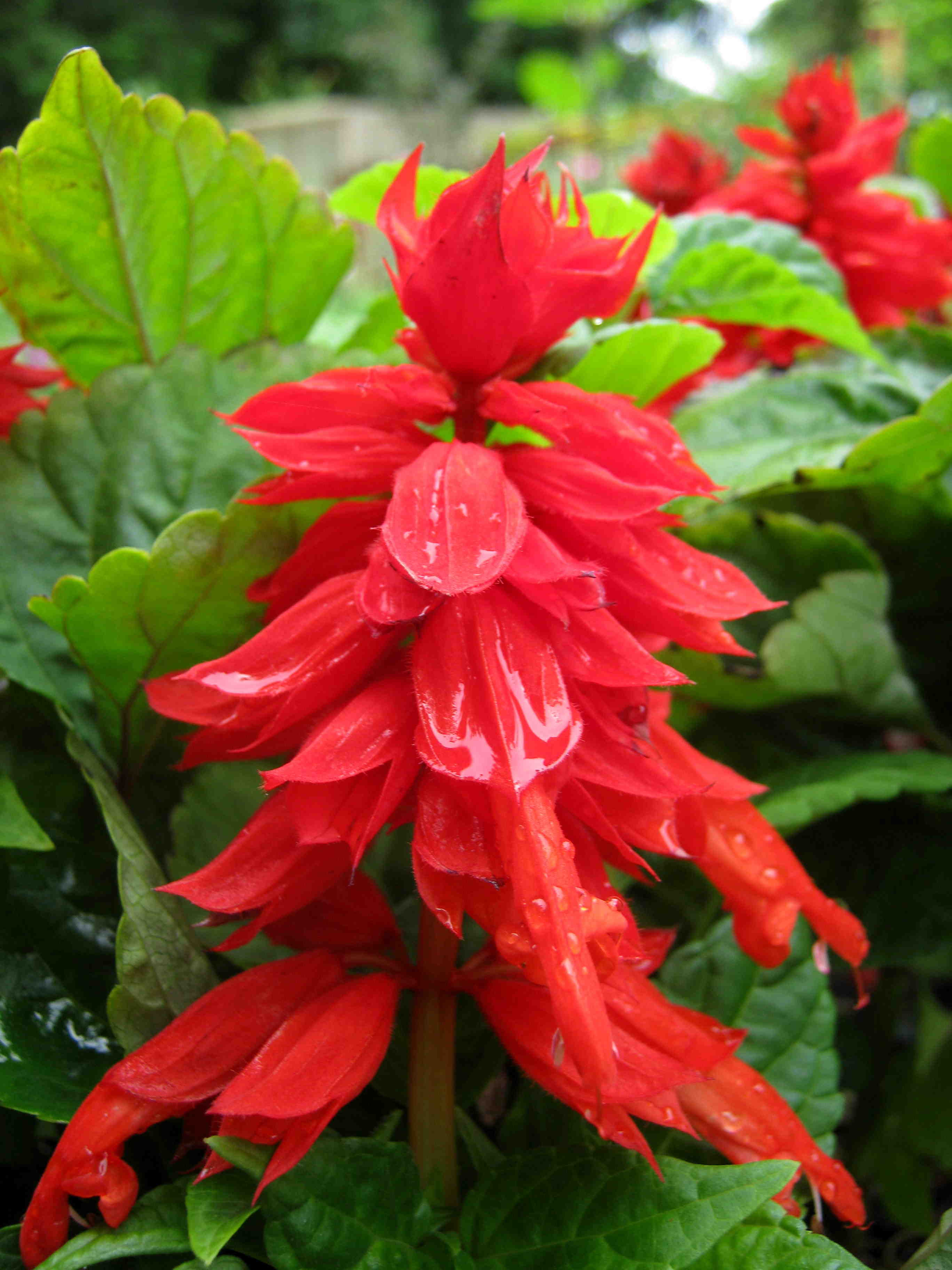 salvia hot lips flowers SalviasplendensRedHotSallysm