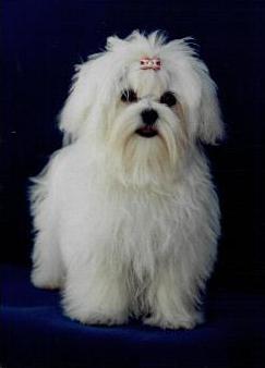 Le Bichon Maltais Malt4