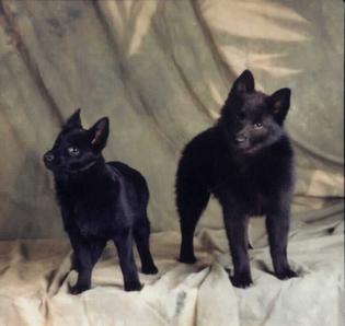 Le Schipperke Sch3