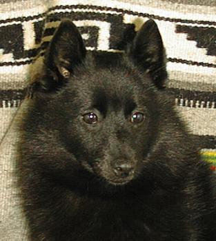 Le Schipperke Sch9