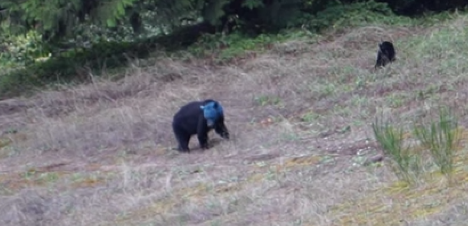 VIDEO. Le mystère de l'ours à la tête bleue ! Par Sciences & Avenir 14373351