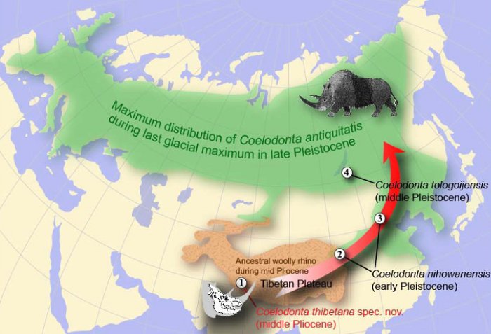 L'ancêtre tibétain des rhinocéros laineux  2365303