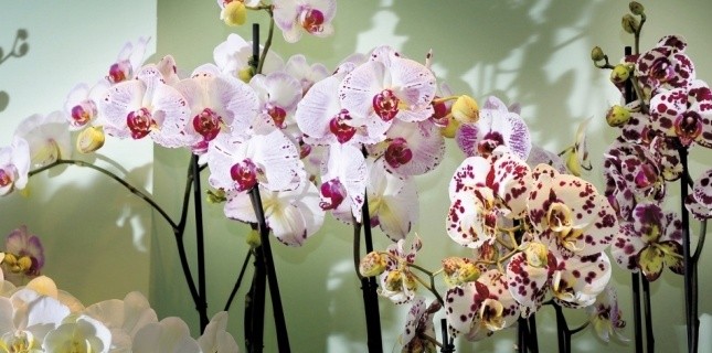 Pourquoi les orchidées nous fascinent Pourquoi les orchidées nous fascinent  3082480