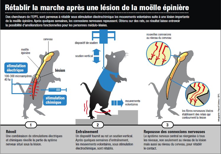 Rats paralysés: ils remarchent après un "réveil" de leur moelle épinière 3779561