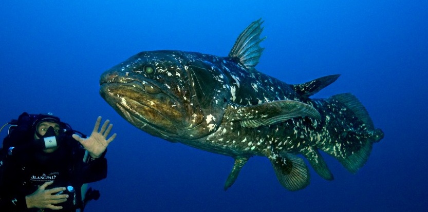 Le cœlacanthe dévoile son ADN 5682623-le-coelacanthe-devoile-son-adn