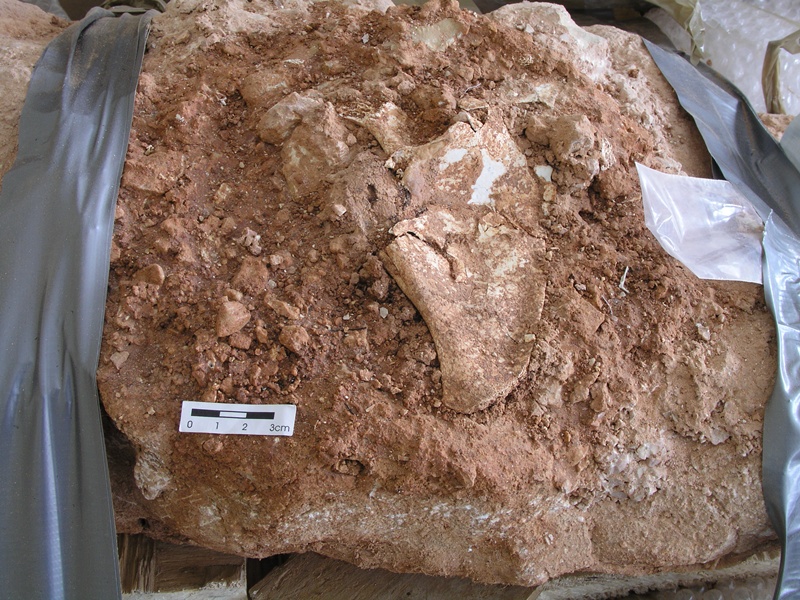 Découverte d'un silex taillé de 1,4 million d'années à Atapuerca 6155109