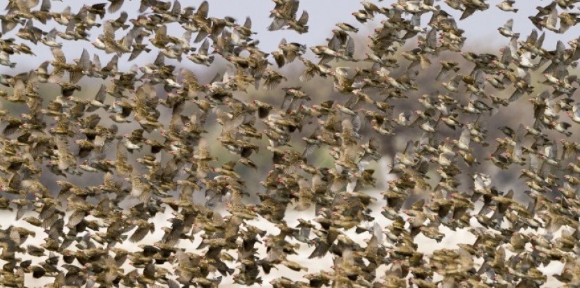 عصفور دوري - صفحة 9 6157529-1-8-million-d-oiseaux-extermines-en-ouganda-pour-proteger-des-rizieres