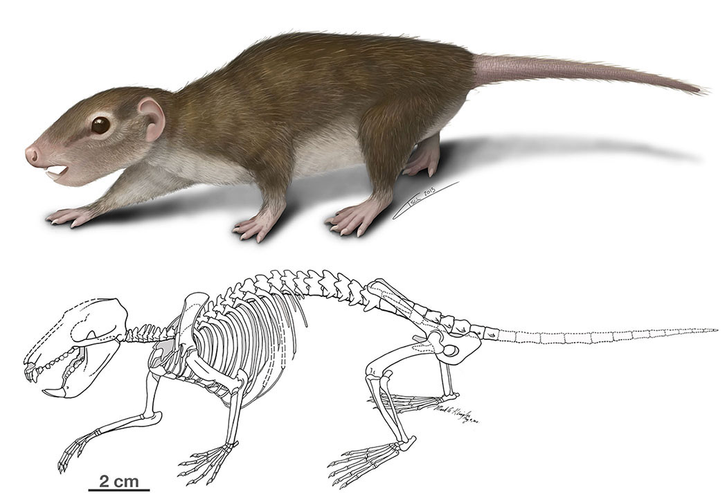 Un fossile de 160 millions d'années explique l'avènement des mammifères. Par Joël Ignasse 6240644