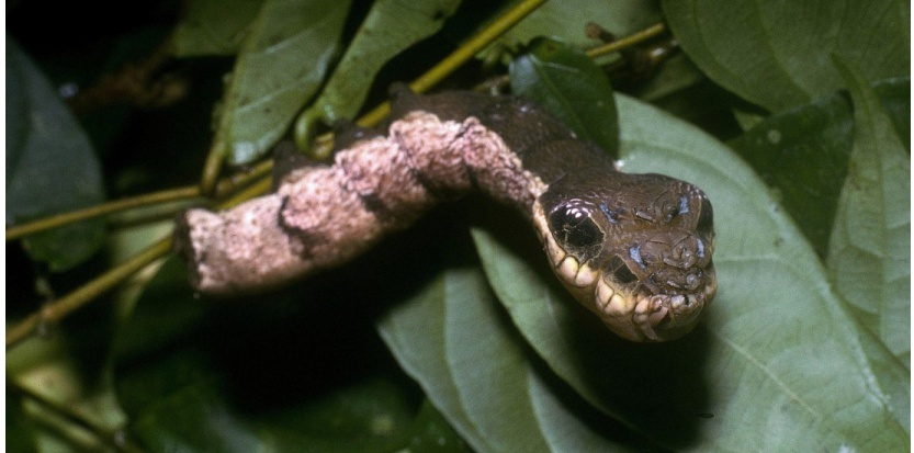 Admettre à défaut de comprendre - Page 11 7372809-video-la-chenille-qui-se-prenait-pour-un-serpent